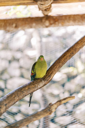 Green mountain parrot sits on a perchの写真素材