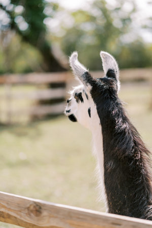 White and brown llama stands in a pasture behind a fence and looks into the distance. Back viewの写真素材