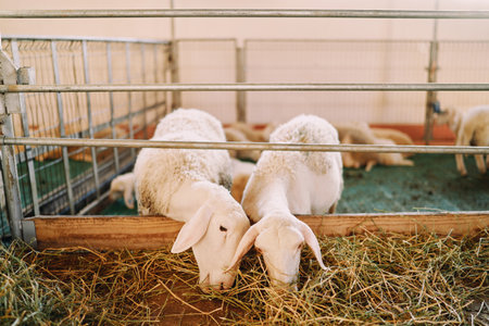 White fluffy sheep eating hay from behind a fence on a farm