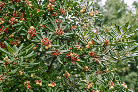 Red seeds on a green mock orange bush in the garden