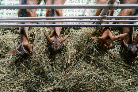 Brown horned goatlings leaning out from behind the fence eating hay. Top viewの写真素材