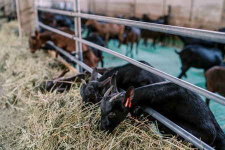 Black baby goats with red ear tags eat hay, leaning out from behind the fence of the penの写真素材