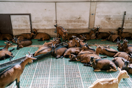 Brown goats resting lying near a long feeder with grain in a penの写真素材