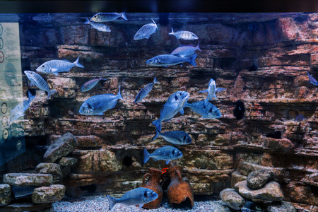 Flock of sea bass swims in a large aquarium in blue backlightの写真素材