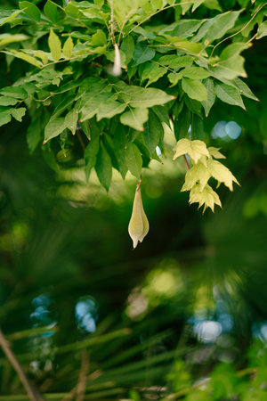 Wisteria seeds in pods hang from a branch among dense green foliageの写真素材