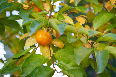 Ripe persimmon hangs on a branch among green and yellow leavesの写真素材