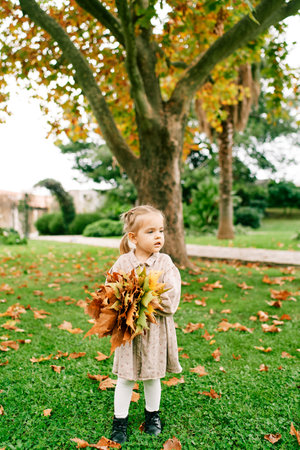 Little girl with a bouquet of orange fallen leaves stands in a green meadow and looks awayの写真素材