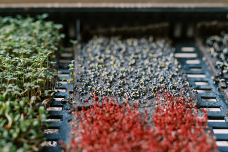 Small sprouts of onion microgreens sprouting in a box next to arugula and red radishesの写真素材