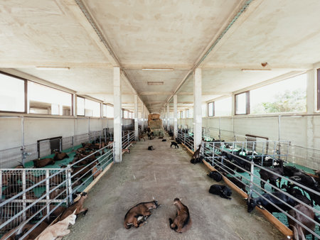 Little goats rest on the concrete floor between the goat pensの写真素材
