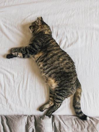 Big striped fluffy cat sleeps on its side on the bedの写真素材