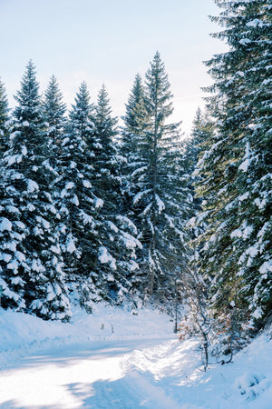 Turn of a snowy road in a pine forest in bright sunlightの写真素材