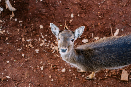 Young fawn stands on the ground in a park and looks up. Top viewの写真素材