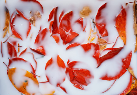 White liquid almost completely covers the red leaves lying in itの写真素材