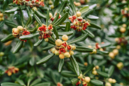 Yellow fruits with red seeds on an Australian laurel bushの写真素材