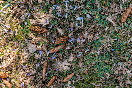 Fir cones lie on green grass among blooming purple crocuses and fallen leaves