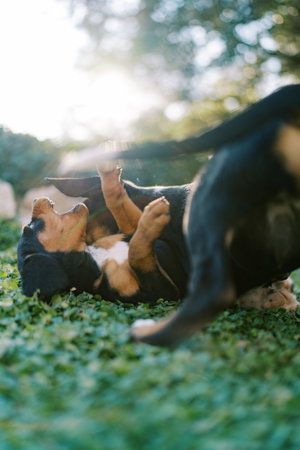 Big puppies play on the green lawn, chewing each other earsの写真素材