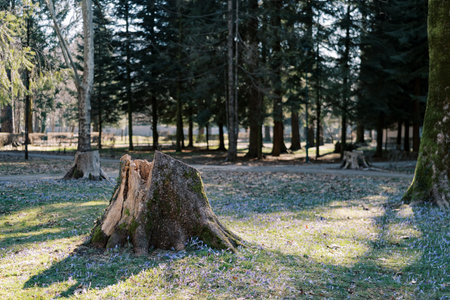 Stump of a large tree on a green lawn with blue crocuses in a spring parkの写真素材