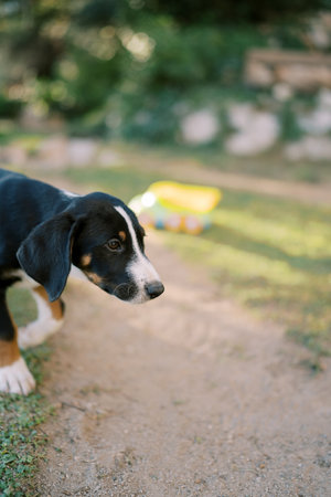 Large puppy walks on the ground, sniffing. Close-upの写真素材