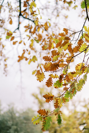 Oak branches with yellow and brown leaves against a gray sky