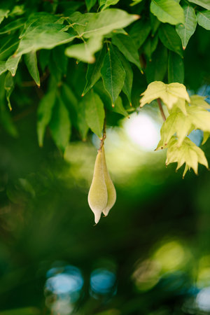 Wisteria seeds in pods hang on branches among green and yellow foliageの写真素材