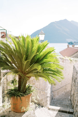 Green palm tree grows in a tub on the steps between stone fencesの写真素材