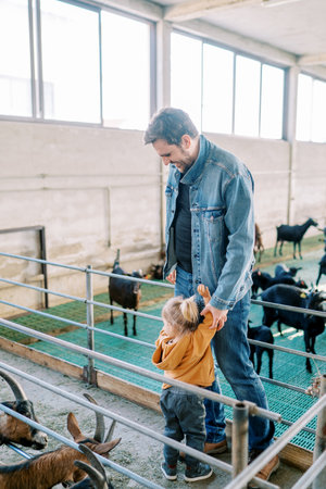 Little girl stands hugging her father leg and looks at the goat in the corralの写真素材