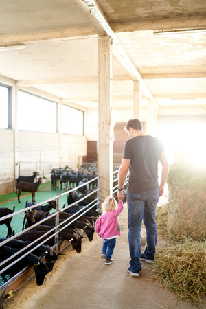 Father and a little girl walk holding hands through a farm past grain-eating goats. Back viewの写真素材