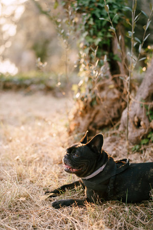 Small black bulldog lies on dry grass near a treeの写真素材