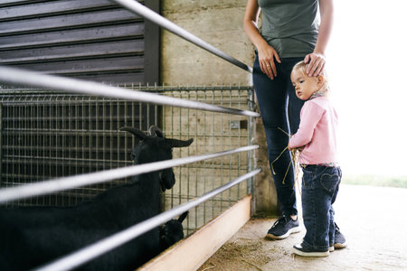 Little girl with a bunch of hay stands near her mom, who put her hand on her head and looks at the goats in the penの写真素材