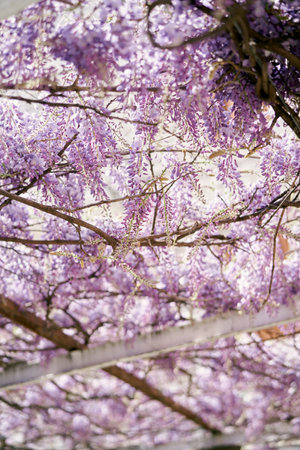 Blooming lilac wisteria climbs the pergola in the gardenの写真素材