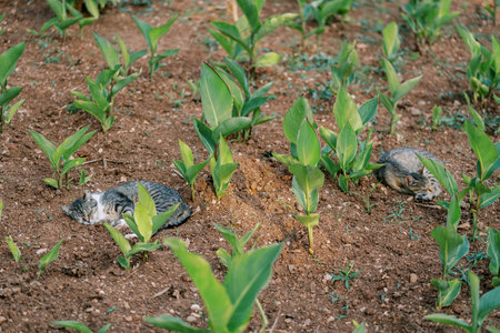 Striped cats sleep on soil with little green bushes