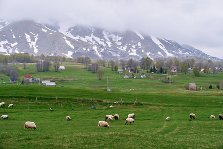 Flock of sheep grazes on a green pasture near a mountain village