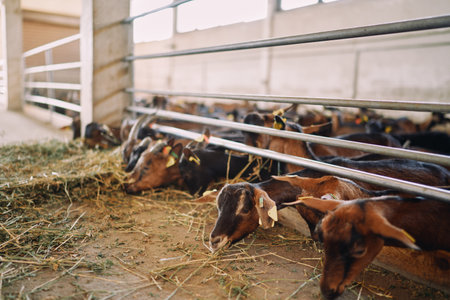 Brown goats are eating hay leaning out from behind a fence at a farmの写真素材
