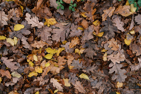 Brown and yellow autumn leaves lie on the ground in a thick carpet. Top view