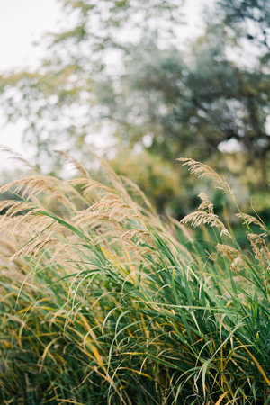Green thickets of miscanthus with brown tassels in the park