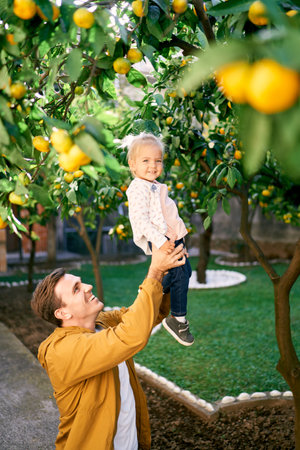 Dad lifts a smiling little girl in his arms to tangerines on a tree branchの写真素材
