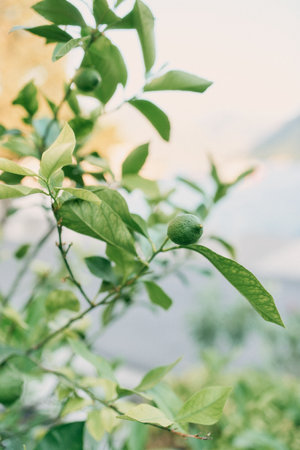 Green lime growing on a tree branch among dense foliage in the gardenの写真素材