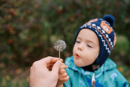 Little girl blowing on a dandelion in her father handの写真素材