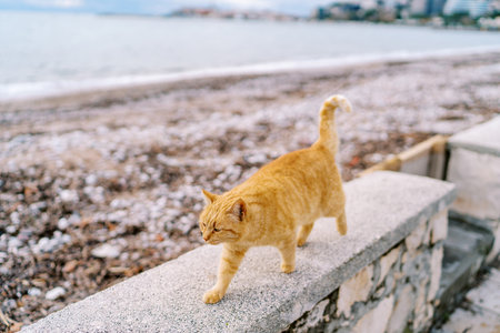 Ginger cat walks along a stone fence on the seashore with its tail upの写真素材