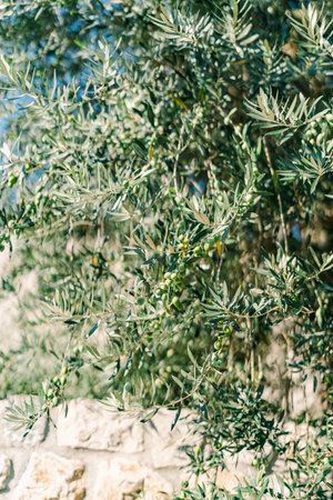 Green olives ripen on branches among dense foliageの写真素材