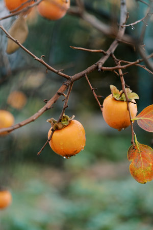 Orange persimmon fruits on tree branches among red leaves in raindropsの写真素材