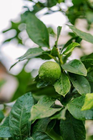 Fresh green lime grows on a branch in the garden after rainの写真素材