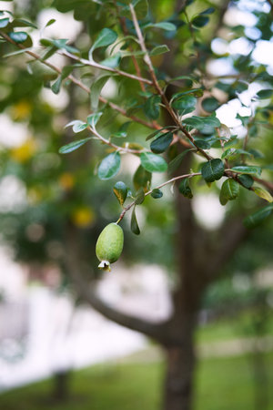 Green feijoa fruit grows on a tree branch in the parkの写真素材