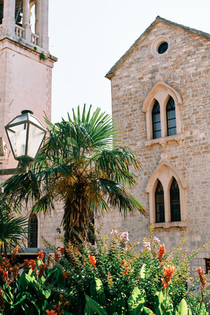 Green palm tree and a flowering bush grow in the courtyard of an old stone churchの写真素材