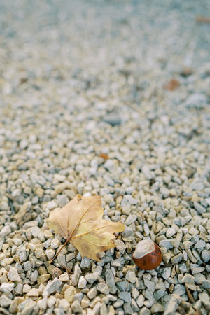 Yellow maple leaf lies on a gravel path next to a chestnut. Close-upの写真素材