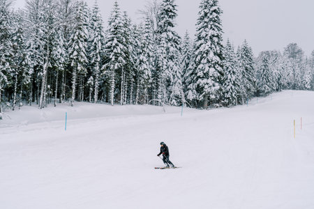 Skier in a ski suit rides leaning sideways along a snowy slope along the forestの写真素材