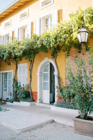 Grapevine winds along the yellow facade of an ancient villaの写真素材