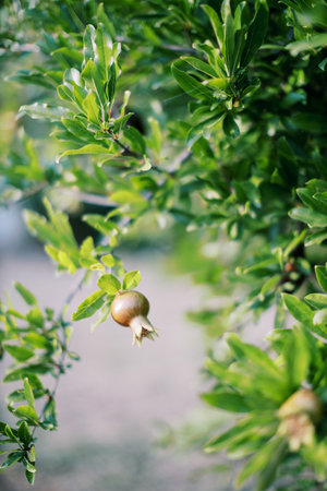 Small pomegranate fruits ripen on tree branches in the gardenの写真素材