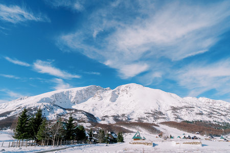 Green spruce forest on the edge of a snow-covered village at the foot of the mountainsの写真素材