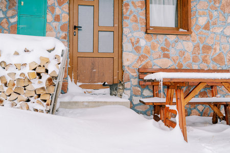 Striped cat stands on the snow-covered threshold of a stone house and looks at a woodpile of firewoodの写真素材